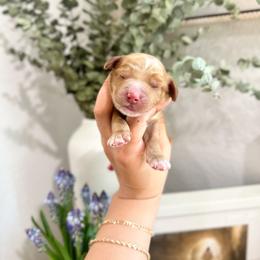 HIVE - Caramel red male Australian Labradoodle puppy in Palmdale, California from Heavenly Doodles