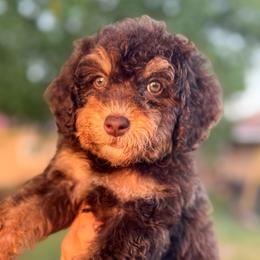 Cap'n Crunch - Brown male Bernedoodle puppy in Rose Hill, North Carolina from Red Door Canines