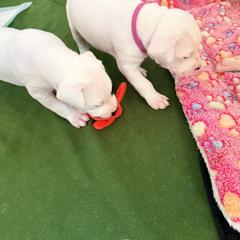 Dogo Argentino Puppies from Casa de la Bahia