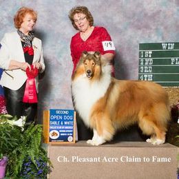 Collies from Pleasant Acre Collies