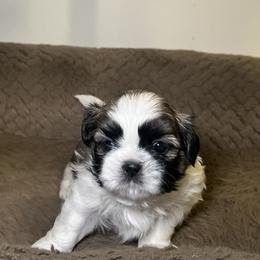 Shih Tzu Puppies from Caroline Mendes