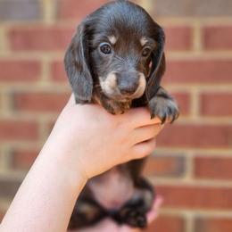 Princess Leia- AKC - Blue and tan female Dachshund puppy in Loganville, Georgia from Royal Dackel Haus