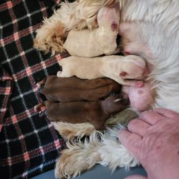 Boy 3 - Yorkshire Terrier puppy from Dyer's Beauties