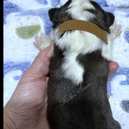 Brown Collar - Mahogany and white male Saint Bernard puppy in New Philadelphia, Ohio from Fletchers Saints