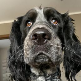 English Springer Spaniels and Springerdoodles from Springerdoodles In MI