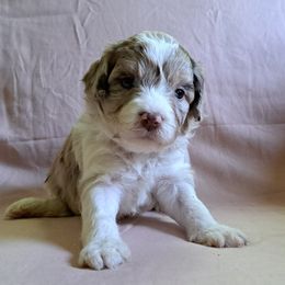 Aussiedoodle Puppies from Doodle Paws Pups