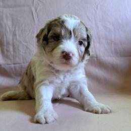 Aussiedoodle Puppies from Doodle Paws Pups
