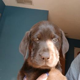 Labrador Retriever Puppies from C Eastons chocolate lab