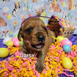 Daisy-wirehair - Red female Dachshund puppy in Blair, Oklahoma from North Fork Doxies-Okla