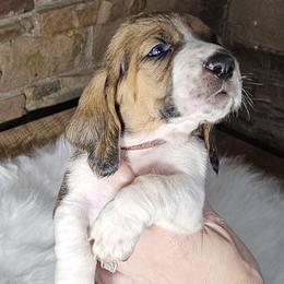 Pink Collar Girl - 3250 - Black white and brown female Basset Hound puppy in Richland Hills, Texas from The Basset Family