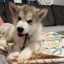 Alaskan Malamute Puppies from Alpenglow Alaskan Malamutes