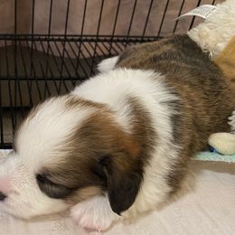 Pembroke Welsh Corgi Puppies from Silver Mae Kennel