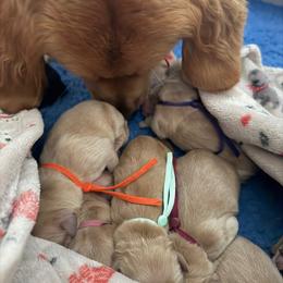 Boy 2 - Golden male Golden Retriever puppy in Mills River, North Carolina from Appalachian Dog Training LLC