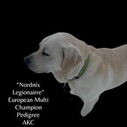 Leroy - Labrador Retriever