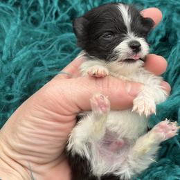 Tux - Black parti male Pomeranian puppy in Franklin, North Carolina from A&J Cutie Pawtooties