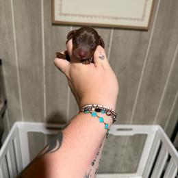 Sparkle - Chocolate and tan female Dachshund puppy in Maidsville, West Virginia from L&B Lowriders