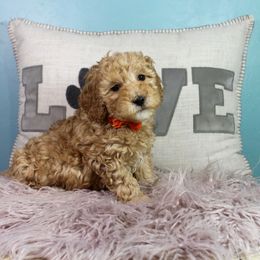 Pilgrim - Red  male Goldendoodle puppy in Pendleton, Oregon from Blushing Doodles