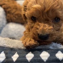 Petey - Red male Maltipoo puppy in Weslaco, Texas from GG’s Maltipoos and Toy Poodles