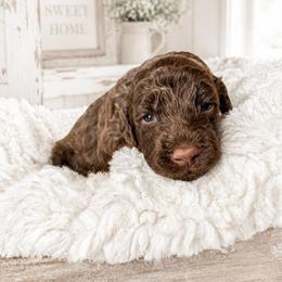 Maroon collar - Chocolate female Goldendoodle puppy in Christiana, Tennessee from Rechlicz Family Doodles