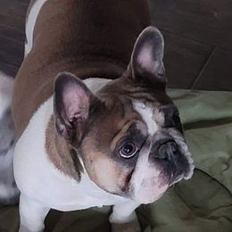 Shelby - French Bulldog