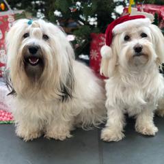 Havana Silk Dogs from Maplewood Silks