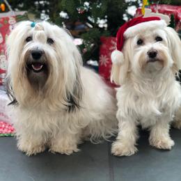 Havana Silk Dogs from Maplewood Silks