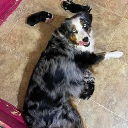 Miniature Australian Shepherds and Toy Australian Shepherds from Cedar Ridge Miniature Aussies