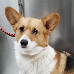 Pembroke Welsh Corgis from Once Upon A Times Corgis
