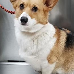 Pembroke Welsh Corgis from Once Upon A Times Corgis
