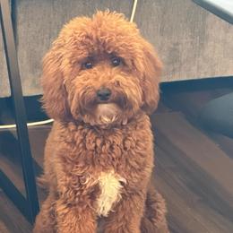 Stormy - Goldendoodle