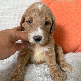 Tiana - Apricot female Goldendoodle puppy in Brooksville, Florida from Abby’s Standard Goldendoodles
