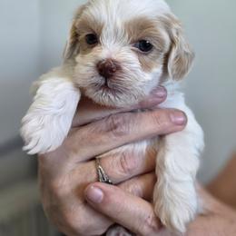 Casper - White male Shih Tzu puppy in Lone Tree, Illinois from Prairie Creek Puppies