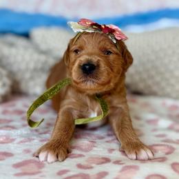 Christmas Princess Britney - Apricot female Goldendoodle puppy in Spanish Fork, Utah from Maplesierradoodles