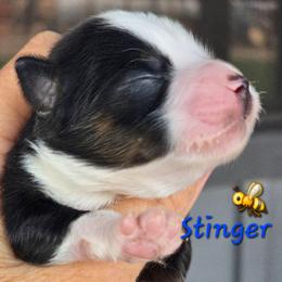 Stinger - Black tri male Toy Australian Shepherd puppy in Powell Butte, Oregon from Willow Lane Ranch