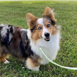 Alfie - Pembroke Welsh Corgi