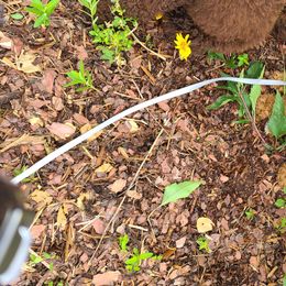 Poodle Puppies from My Buddies Puppies