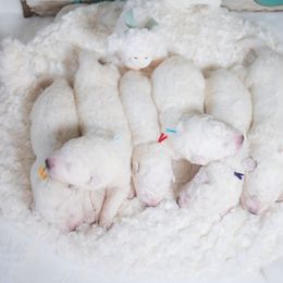 Border Collie and Maremma Sheepdog Puppies from 2J 2K Border Collies & Maremma Sheepdogs