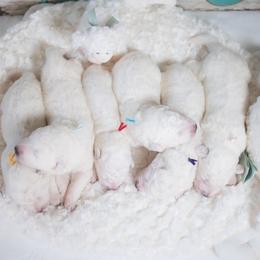 Border Collie and Maremma Sheepdog Puppies from 2J 2K Border Collies & Maremma Sheepdogs