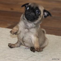 Nacho - Fawn male Pug puppy in Winnsboro, Texas from Southern pugs