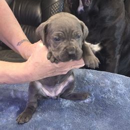 Blue girl - Gray female Cane Corso puppy in Jacksonville, Florida from Fleming Cane Corso's