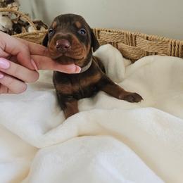 Pheonix (grey) - Red and rust female Doberman Pinscher puppy in Hamilton, Ohio from Little Dragon Dobermans