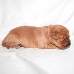Earl - Dark golden male Golden Retriever puppy in New Weston, Ohio from Bertke AKC Golden Retrievers and Bernese Mountain Dogs