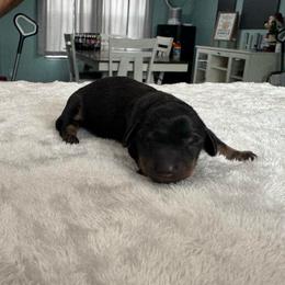 Lucky - Black and tan male Dachshund puppy in Live Oak, Florida from Johnson’s Weiner Farm