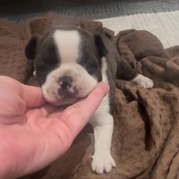 Male - Brindle and white male Boston Terrier puppy in Eight Mile, Alabama from Bishop's Bostons