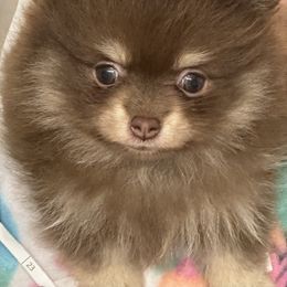 Maverick - Chocolate and tan male Pomeranian puppy in Silver Springs, New York from Humehill