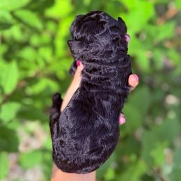 Hazel - Black female Goldendoodle puppy in Jasper, Georgia from Harrington Doodles & Poodles