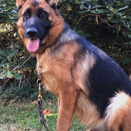 German Shepherds from Grand Lux German Shepherds