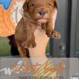 Ticket Booth - Red  male Goldendoodle puppy in Nacogdoches, Texas from Designer Doodles