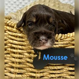 Mousse - Chocolate male Australian Labradoodle puppy in Sacramento, California from Delta Breeze Labradoodles