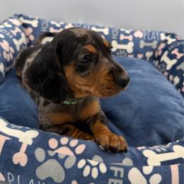 Dark Green Collar - Dapple male Dachshund puppy in Odessa, Texas from K9 Royal Club